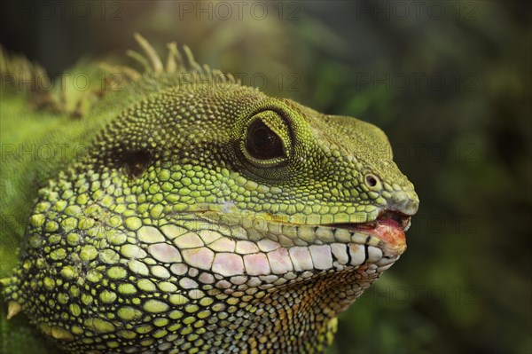 Green water dragon (Physignathus cocincinus), captive, occurrence in Southeast Asia