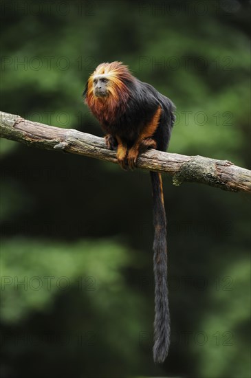 Golden-headed lion tamarin or golden-headed lion tamarin (Leontopithecus chrysomelas), captive, occurring in Brazil