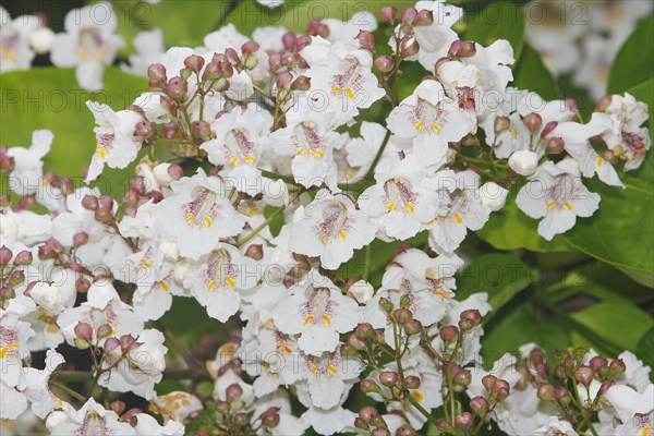 Southern catalpa (Catalpa bignonioides), cigar tree and Indian bean tree