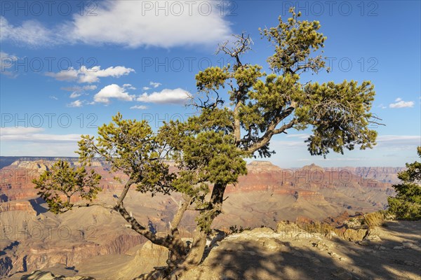 View from Grandview Point, South Rim, Grand Canyon National Park, Arizona, United States, USA, Grand Canyon, Arizona, USA, North America