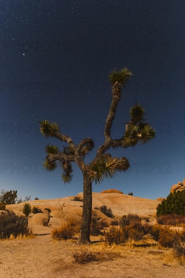 Joshua Tree (Yucca brevifolia), starry sky, Joshua Tree National Park, Mojave Desert, California, United States, USA, Joshua Tree National Park, California, USA, North America