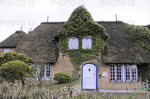 Sylt, North Frisian Island, Schleswig Holstein, Romantic thatched house with ivy and blue shutters, Sylt, North Frisian Island, Schleswig Holstein, Germany, Europe