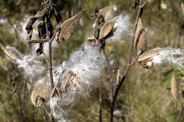 Saugatuck, Michigan, Milkweed (Asclepias) seed pods in early autumn near Lake Michigan