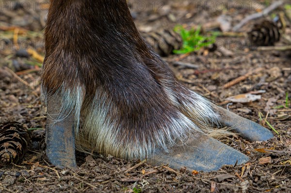 Norwegian reindeer, northern reindeer, mountain caribou (Rangifer tarandus tarandus), close-up of wide cloven hoof with two toes and dewclaw