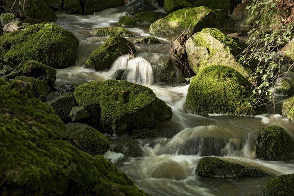 Mountain stream in the forest with mossy basalt rocks, blocks of basalt in the stream bed, Tertiary volcano, flowing water, motion blur, Krummbach, Vogelsberg Volcanic Region nature park Park, Nidda, Wetterau, Hesse, Germany, Europe