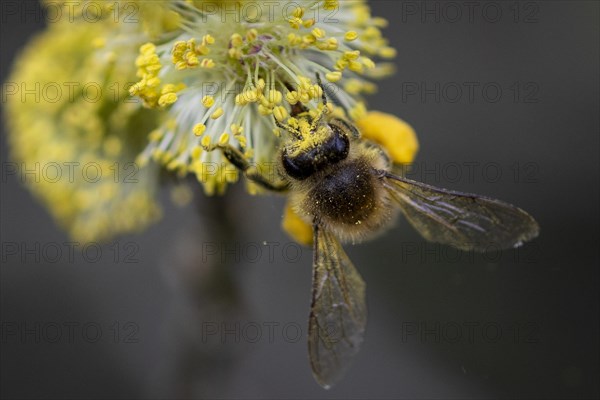 A honeybee collects pollen from a willow in the Hohe Ward nature reserve in Muenster, 08/04/2024