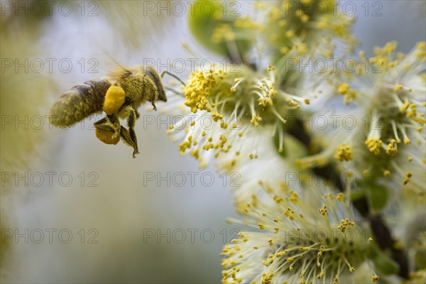 A honeybee collects pollen from a willow in the Hohe Ward nature reserve in Muenster, 08/04/2024