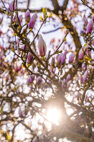 Magnolia buds on a tree in the penetrating sunlight, spring, Calw, Black Forest, Germany, Europe