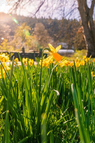 A bright daffodil against a background of green grass and sunlight, spring, Calw, Black Forest, Germany, Europe