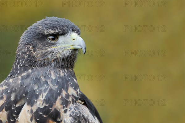 Andean buzzard or black-chested buzzard-eagle (Geranoaetus melanoleucus), immature, portrait, captive, occurring in South America