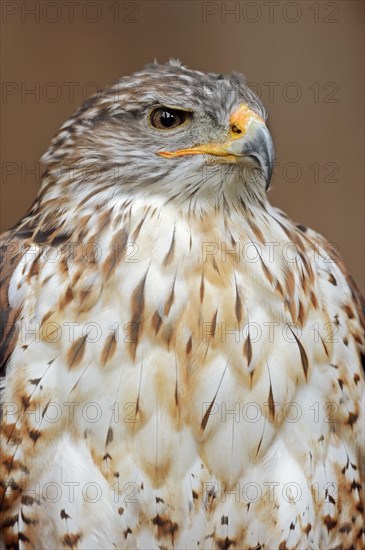 Ferruginous hawk (Buteo regalis), portrait, captive, occurrence in North America