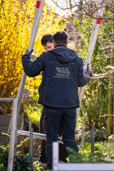 Worker stands on ladder in front of yellow blossoming trees and works, Solar systems construction, craft, Muehlacker, Enzkreis, Germany, Europe