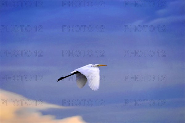 On the way near Rivas, White bird (Ardea alba) in flight against a pastel-coloured sky, Nicaragua, Central America, Central America