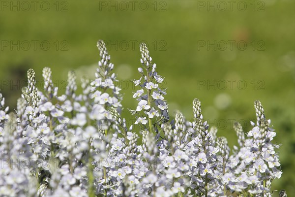 Gentian speedwell, gentian speedwell (Veronica gentianoides) North Rhine-Westphalia, Germany, Europe