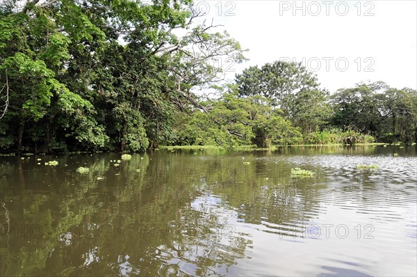 Granada, Nicaragua, Calm Nicaragua lake with aquatic plants and trees reflected in the water, Central America, Central America