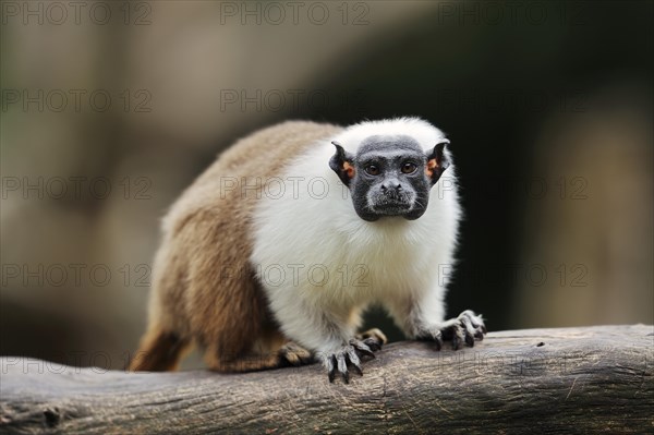 Mantled monkey or bicoloured tamarin (Saguinus bicolor), captive, occurrence in Brazil