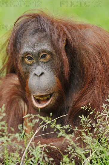 Bornean orangutan (Pongo pygmaeus), captive, occurring on Borneo