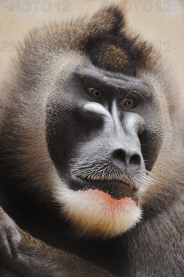 Drill (Mandrillus leucophaeus), male, portrait, captive, occurrence in Africa