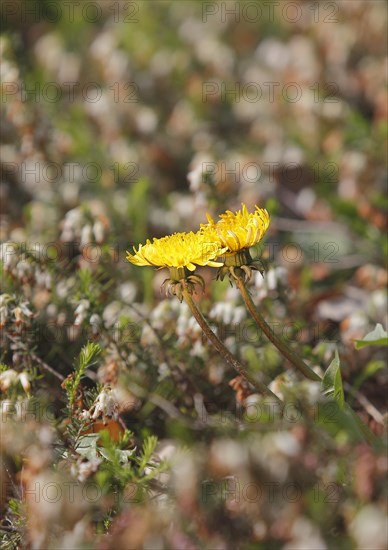 Two common dandelion (Taraxacum officinale), between winter heath (Erica carnea), North Rhine-Westphalia, Germany, Europe