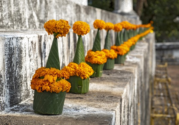 Orange-colored marigold flowers used to pay respect and homage to Buddha, Wat Wisunarat temple, Luang Prabang, Laos, Asia