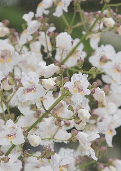 Southern catalpa (Catalpa bignonioides), cigar tree and Indian bean tree