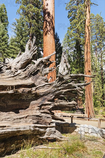 Sequoia trees in Mariposa Grove, Yosemite National Park, California, United States, USA, Yosemite National Park, California, USA, North America