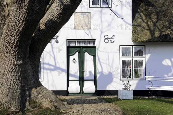 House entrance, Keitum, Sylt, North Frisian Island, White thatched house with green door and shutters, next to a large tree, Sylt, North Frisian Island, Schleswig Holstein, Germany, Europe