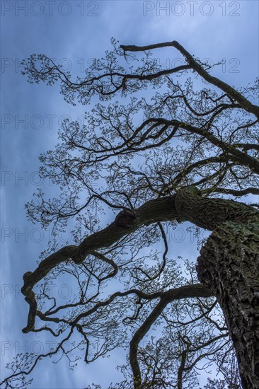 Bare treetop against a blue sky in the castle park, Ludwigslust, Mecklenburg-Vorpommern, Germany, Europe