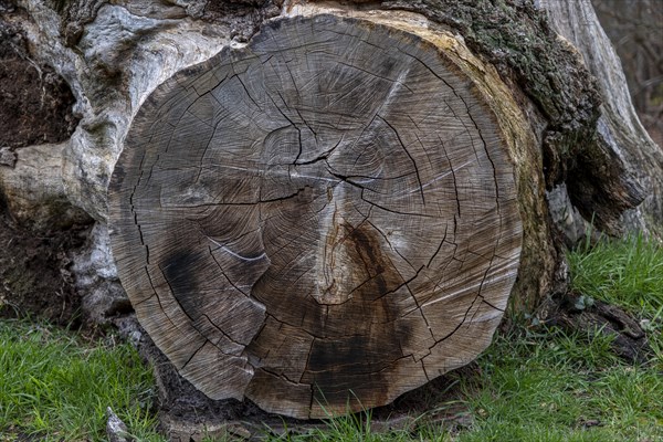 Cut surface of a felled tree with annual rings, palace gardens, Ludwigslust, Mecklenburg-Vorpommern, Germany, Europe