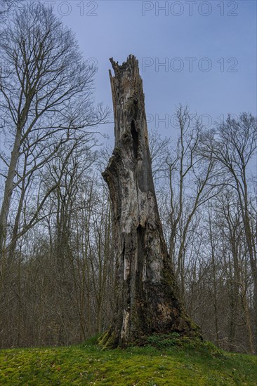 Dead tree trunk without crown in the castle park, Ludwigslust, Mecklenburg-Vorpommern, Germany, Europe
