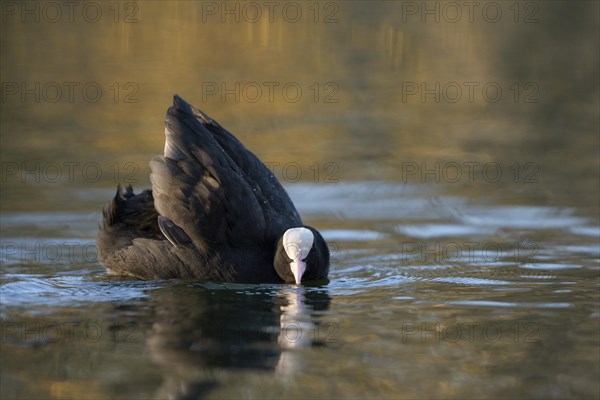 Eurasian Coot rail, coot (Fulica atra), threatening adult bird, territorial behaviour, courtship, Oberhausen, Ruhr area, North Rhine-Westphalia, Germany, Europe