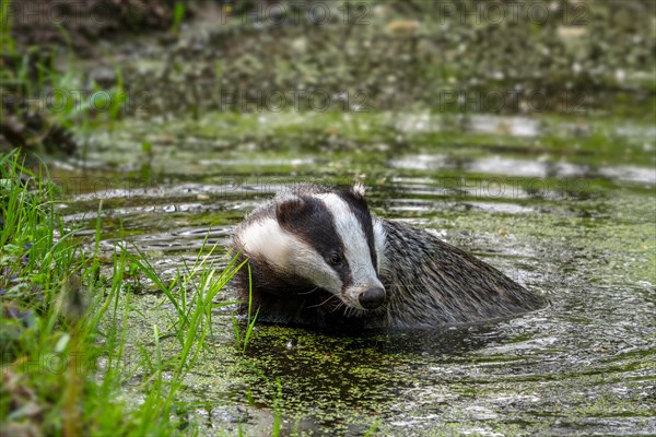 European badger, Eurasian badger (Meles meles) female bathing in shallow water of pond in forest at dusk