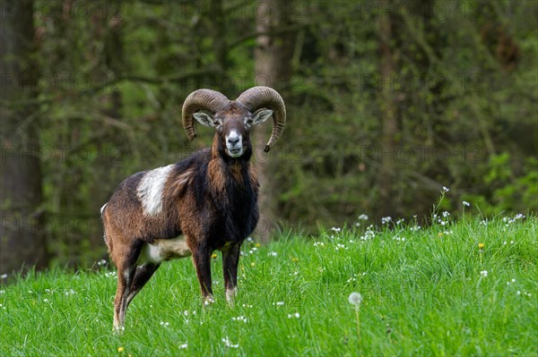 European mouflon (Ovis aries musimon, Ovis gmelini musimon) ram, male with big horns at in meadow at forest's edge in spring