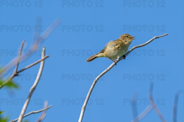 Common chiffchaff (Phylloscopus collybita) singing from dead branch in bush in early spring