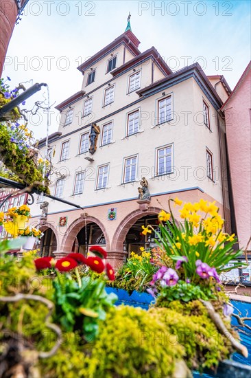 Colourful cityscape with historic building, flowers and a fountain, spring, Calw, town hall, Black Forest, Germany, Europe