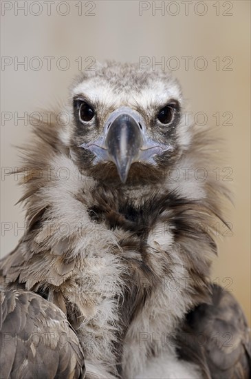 Black vulture or cinereous vulture (Aegypius monachus), portrait, captive, Germany, Europe