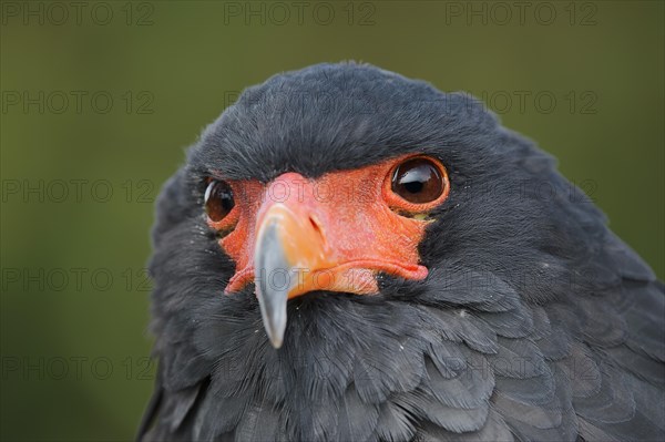 Bateleur (Terathopius ecaudatus), portrait, captive, occurrence in Africa