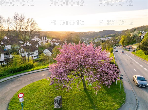 Sunset over a suburb where a blossoming tree stands next to the road, spring, Calw, Black Forest, Germany, Europe