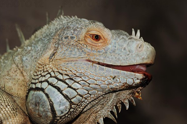 Green iguana (Iguana iguana), male, captive, occurring in Central America and South America