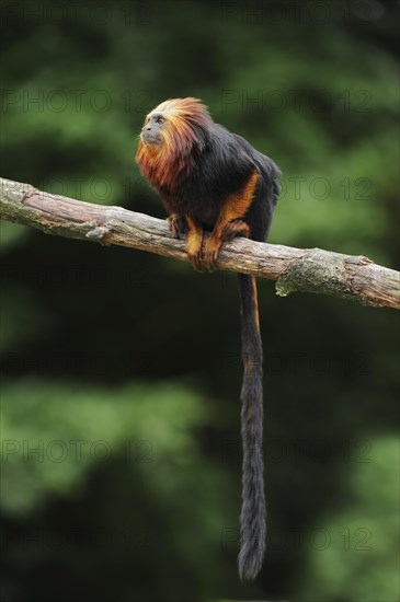 Golden-headed lion tamarin or golden-headed lion tamarin (Leontopithecus chrysomelas), captive, occurring in Brazil