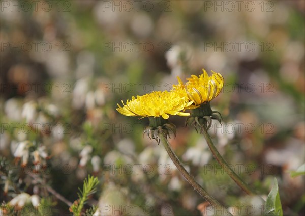 Two common dandelion (Taraxacum officinale), between winter heath (Erica carnea), North Rhine-Westphalia, Germany, Europe