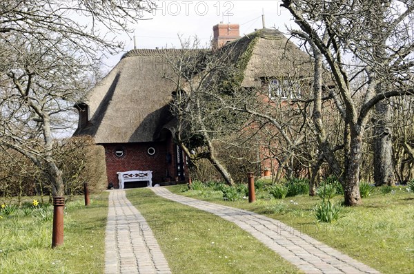House in Keitum, Sylt, Picturesque thatched house at the end of a path, surrounded by nature in spring, Sylt, North Frisian Island, Schleswig Holstein, Germany, Europe