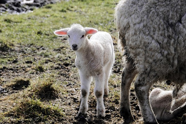 Sheep near Rantum, Sylt, Island, North Sea, Schleswig-Holstein, Curious lamb stands on a pasture next to its mother and looks into the camera, Sylt, North Frisian Island, Schleswig Holstein, Germany, Europe