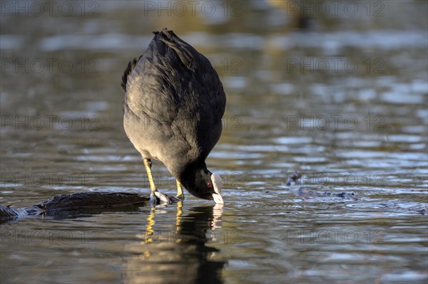 Eurasian Coot rail, coot (Fulica atra), adult bird, territorial behaviour, courtship display, Oberhausen, Ruhr area, North Rhine-Westphalia, Germany, Europe