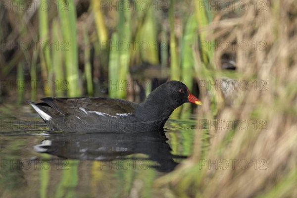 Moorhen, moorhen rail (Gallinula chloropus), adult bird, Oberhausen, Ruhr area, North Rhine-Westphalia, Germany, Europe