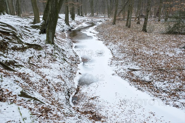Handbach, tributary to the Rotbach, near-natural stream, beech forest, with ice and snow, between Bottrop and Oberhausen, Ruhr area, North Rhine-Westphalia, Germany, Europe