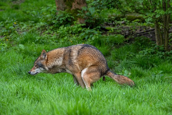 Eurasian wolf, grey wolf (Canis lupus lupus) defecating, pooping, crapping in forest. Captive