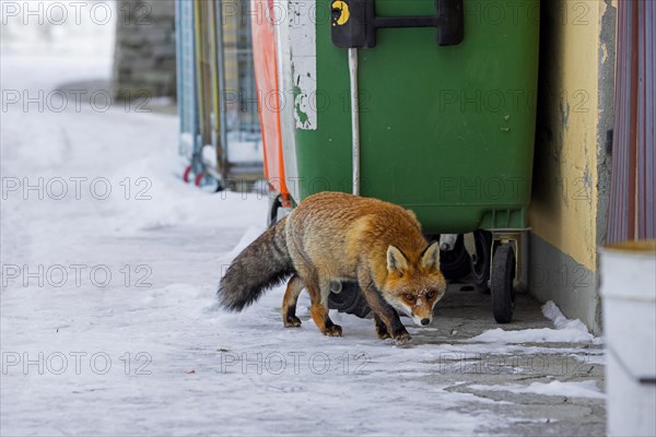 Urban red fox (Vulpes vulpes) scavenging among garbage containers and houses in remote village in the snow in winter in the Alps
