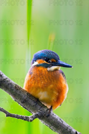 Common kingfisher (Alcedo atthis) juvenile perched on branch over water of pond in summer