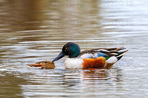 Northern shoveler (Spatula clypeata) male, drake mating with female in pond by forcing her underwater and biting in the duck's neck in spring